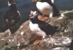 Farne Islands