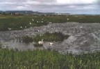 Holy Island